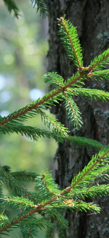 Image green pine tree branch in close up photography