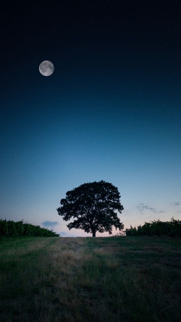 Image moon, cloud, plant, atmosphere, nature