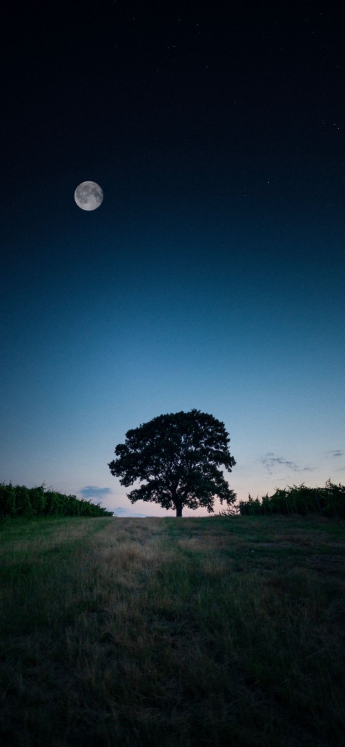 Image moon, cloud, plant, atmosphere, nature