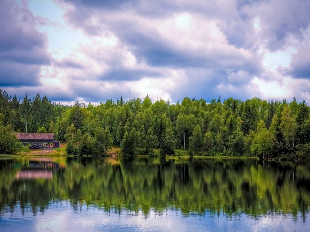 green trees beside lake under cloudy sky during daytime