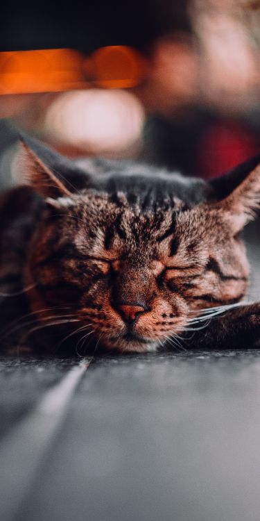 Gato, Gato Atigrado, Ciencia, Felidae, Carnívoro. Wallpaper in 2000x4000 Resolution