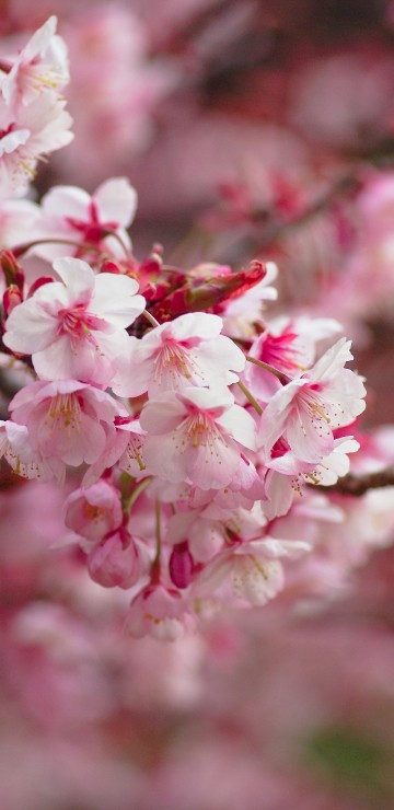 Image pink and white flowers in tilt shift lens