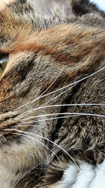 Image brown tabby cat in tilt shift lens