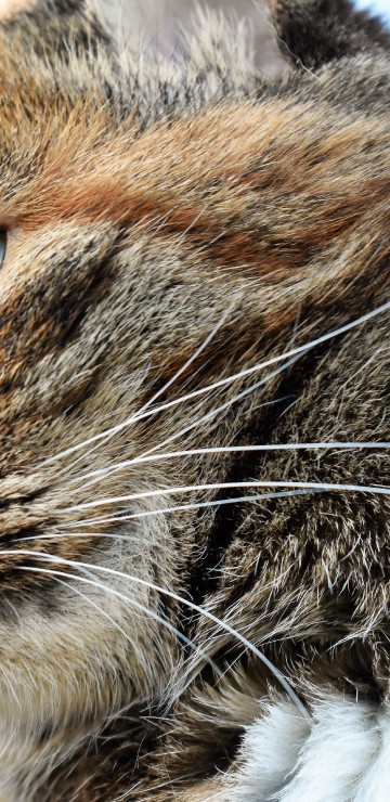 Image brown tabby cat in tilt shift lens