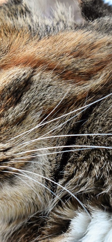 Image brown tabby cat in tilt shift lens