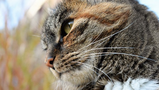Image brown tabby cat in tilt shift lens