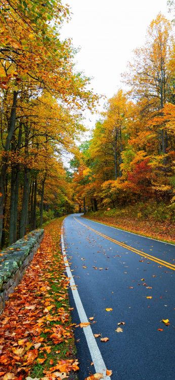 autumn, road, plant, leaf, road surface