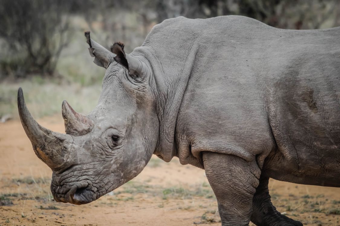 Grey Rhinoceros on Brown Ground During Daytime. Wallpaper in 5184x3456 Resolution