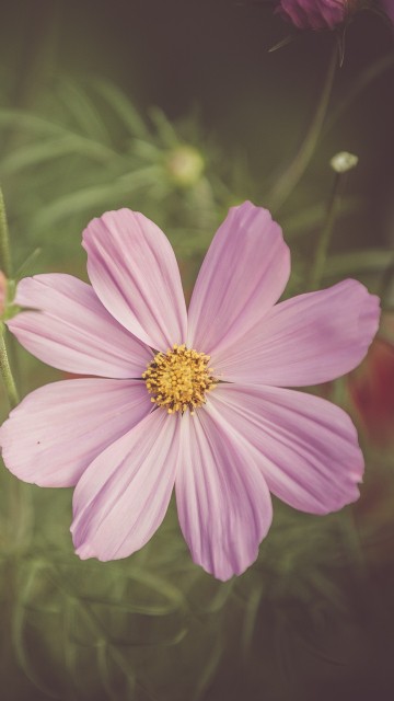 Image pink flower in tilt shift lens