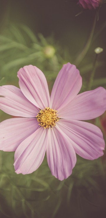 Image pink flower in tilt shift lens
