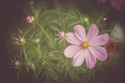 Image pink flower in tilt shift lens