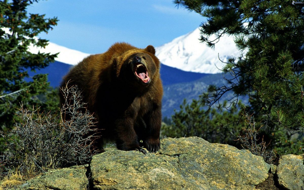 brown bear on gray rock during daytime