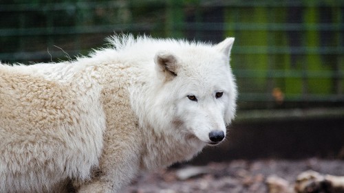 Image white wolf on focus photography