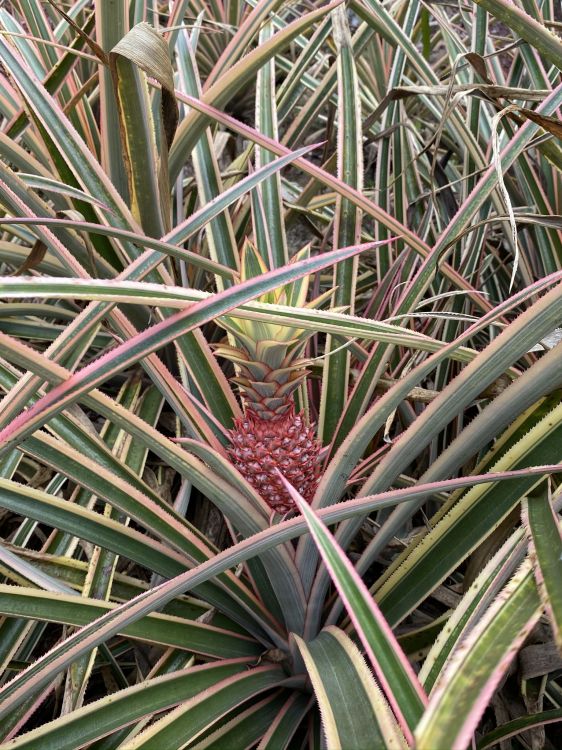 Flora, Pflanzen-Stammzellen, Blatt, Pflanzen-Gemeinschaft, Sah Palmetto. Wallpaper in 1536x2048 Resolution