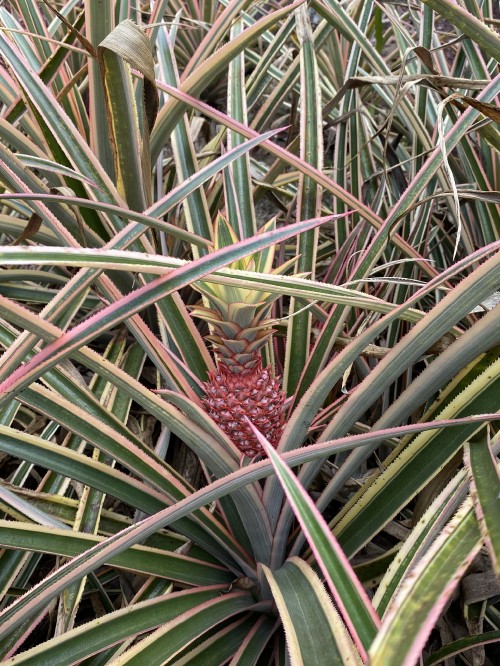 Image flora, plant stem, leaf, plant community, saw palmetto