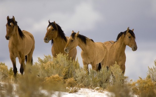 Image three brown horses on white field during daytime