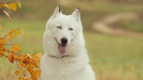 Image white wolf on green grass field during daytime