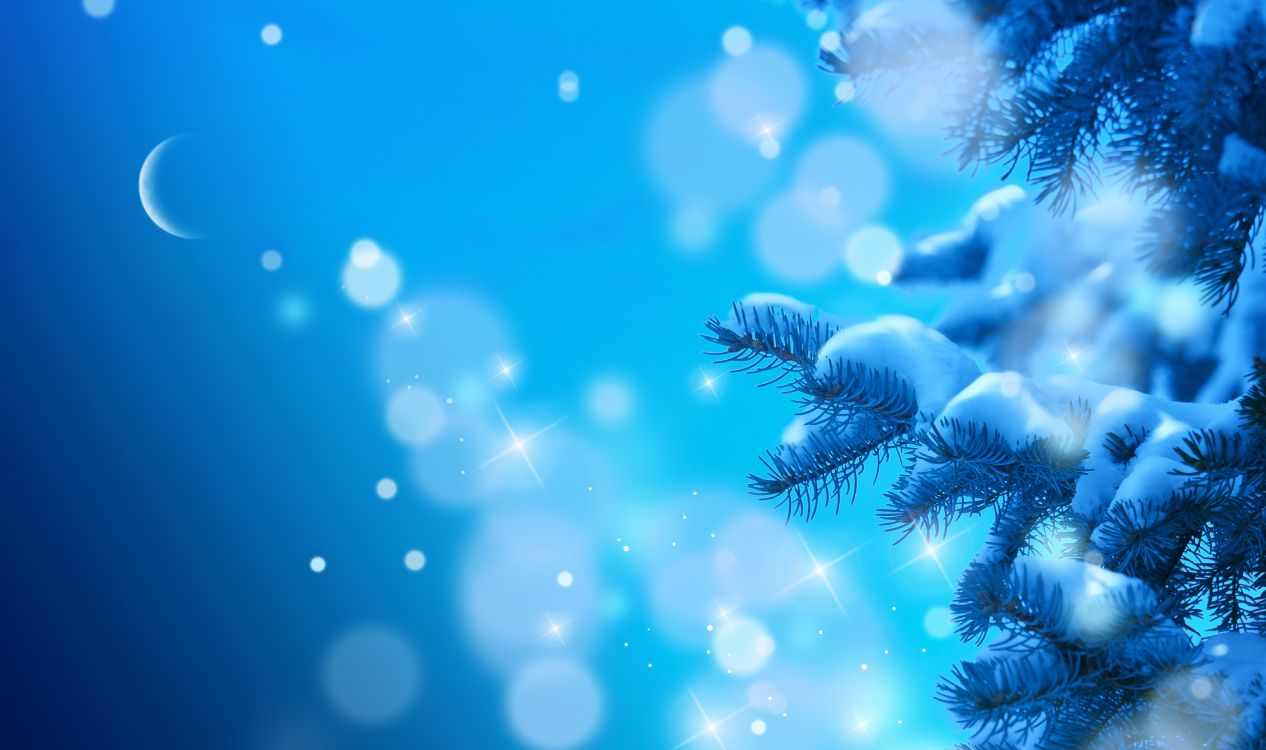 Blue, Sapin, Famille Des Pins, Biologie Marine, Fermer. Wallpaper in 7072x4187 Resolution