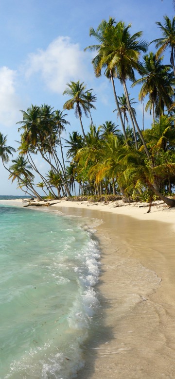 Image green palm trees on beach during daytime