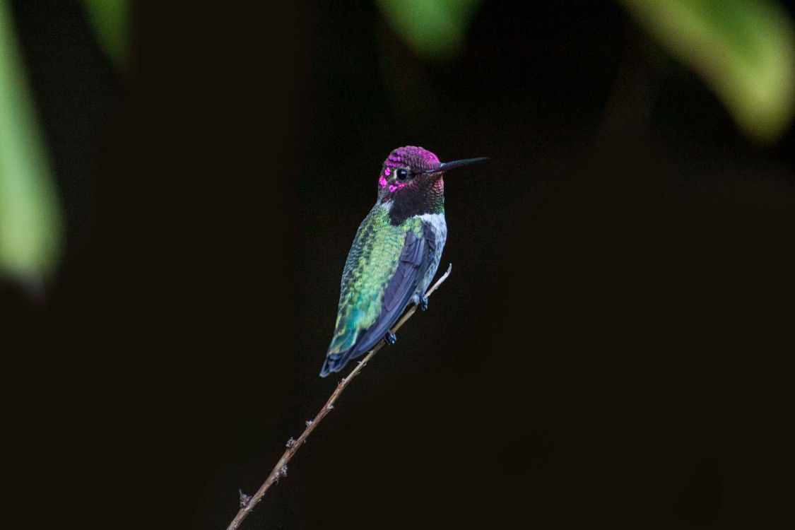 green and blue bird on brown tree branch