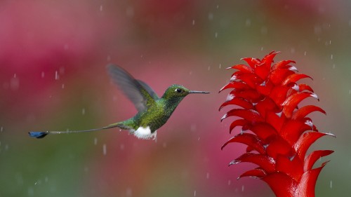 Image green and black humming bird flying