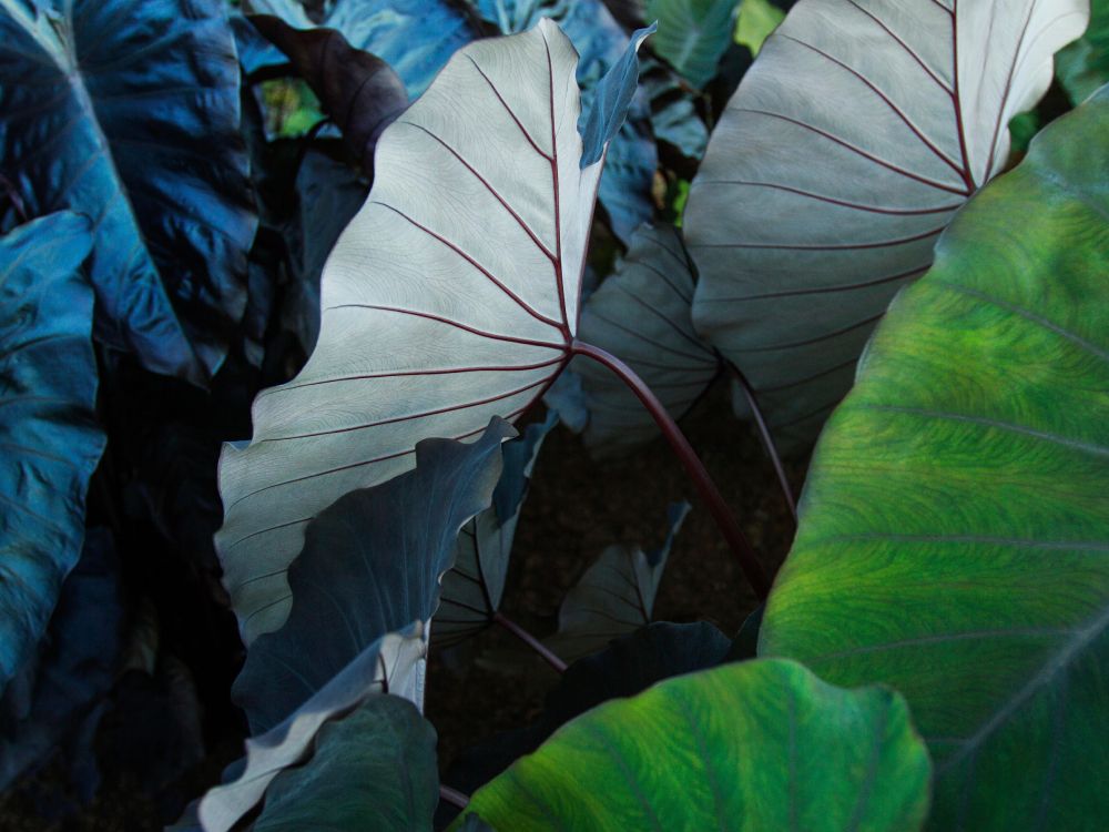 IPad, Ipad Pro, Apple, IPad Pro 2017, Äpfeln. Wallpaper in 4619x3463 Resolution