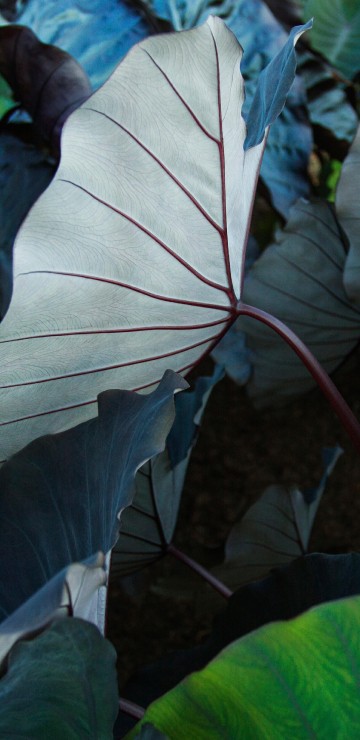 Image ipad, ipad pro, apple, iPad Pro 2017, apples