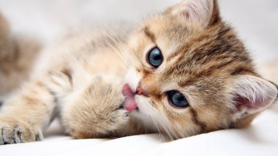 cute cat wallpaper for laptop