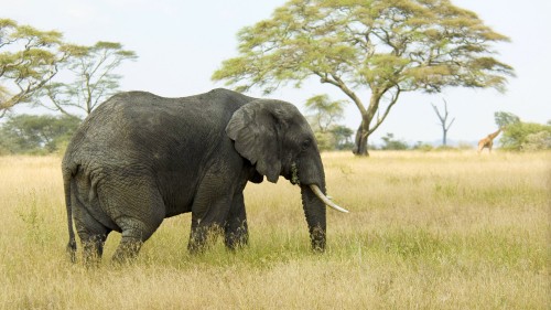 Image african bush elephant, elephant, elephant drinking water, plant, plant community