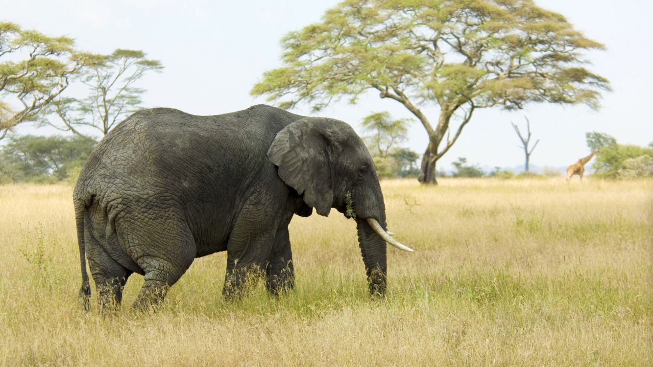 african bush elephant, elephant, elephant drinking water, plant, plant community