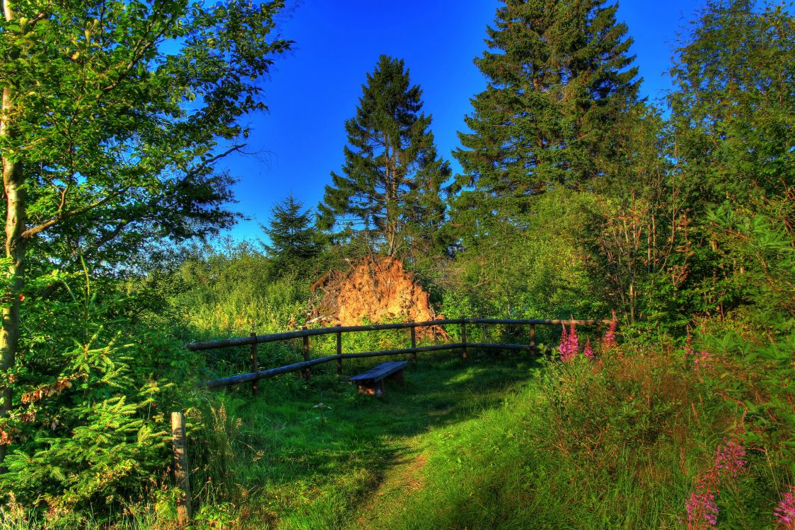 green trees and brown wooden fence