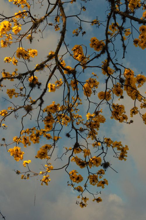 yellow flowers under blue sky during daytime