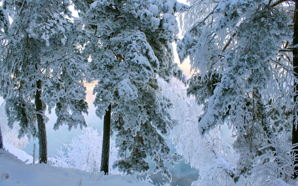 snow covered trees during daytime