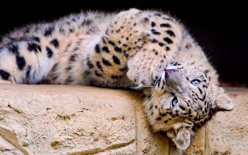 Image leopard lying on brown sand during daytime