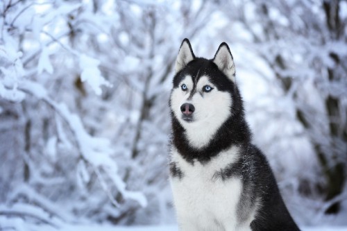 Image white and black siberian husky on snow covered ground