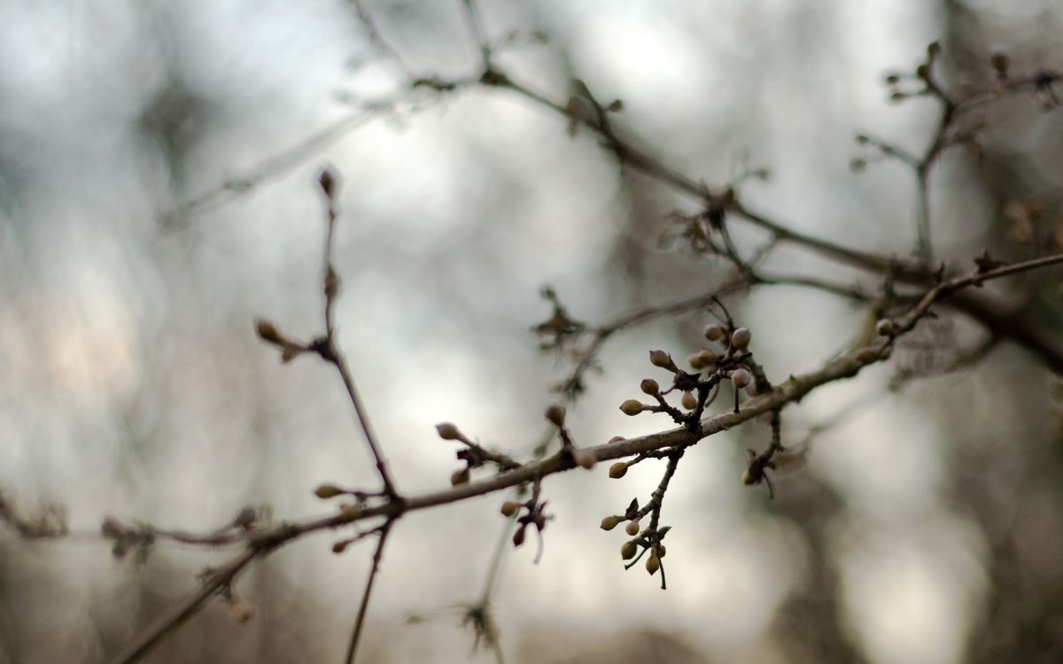 Branche D'arbre Brune Avec Des Gouttelettes D'eau. Wallpaper in 1920x1200 Resolution