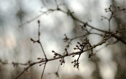 Image brown tree branch with water droplets