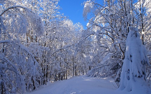 Image snow covered trees during daytime