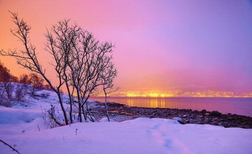 Image bare trees on snow covered ground during sunset