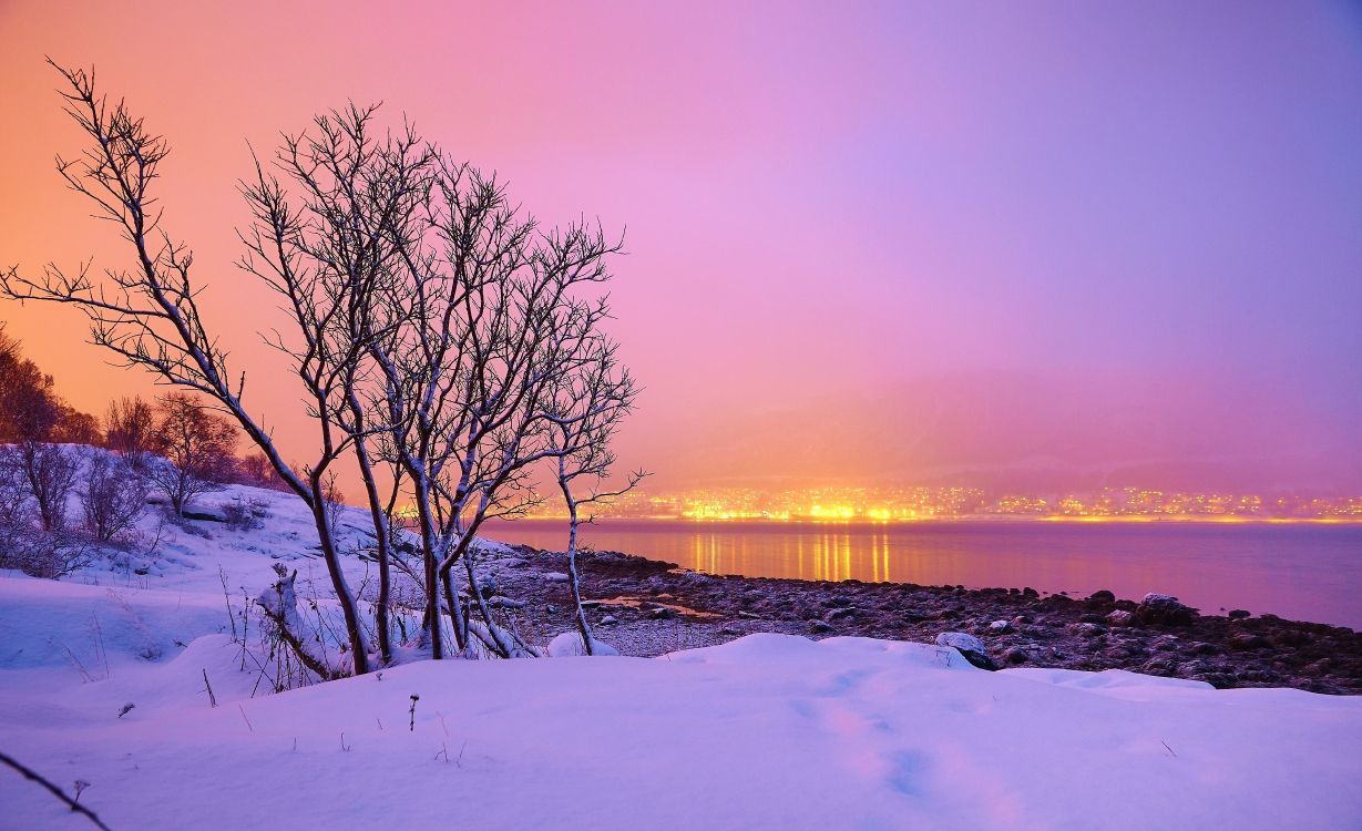 bare trees on snow covered ground during sunset