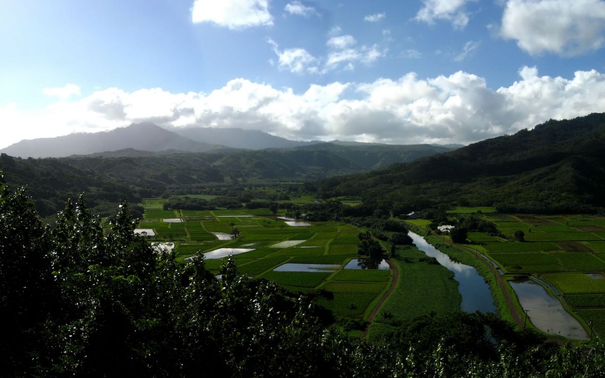 Tagsüber Grüne Wiese Und Bäume Unter Blauem Himmel. Wallpaper in 1920x1200 Resolution