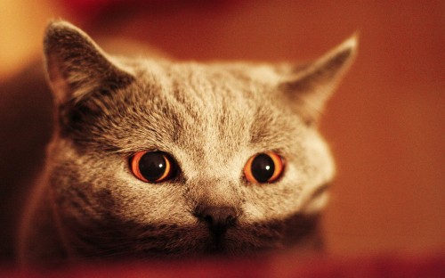 Image russian blue cat in close up photography