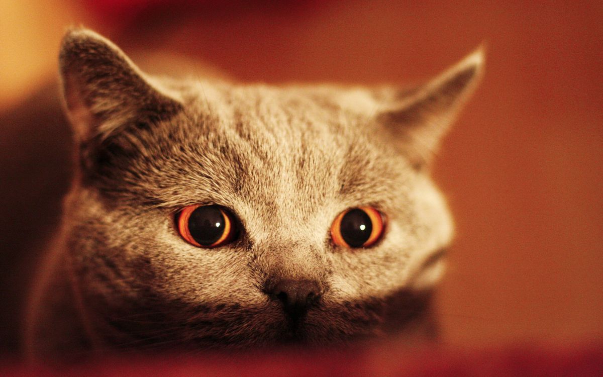 russian blue cat in close up photography