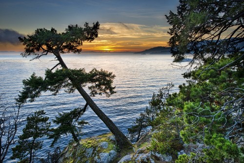 Image green tree near body of water during sunset