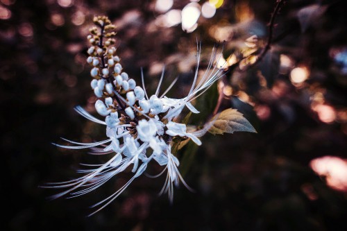 Image white flower in tilt shift lens