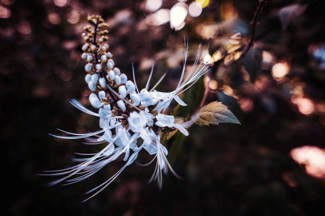White Flower in Tilt Shift Lens. Wallpaper in 5511x3674 Resolution