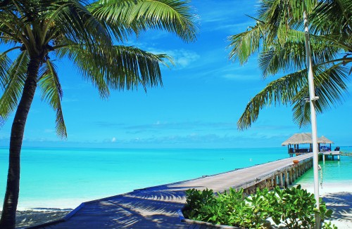 Image green palm tree near sea during daytime
