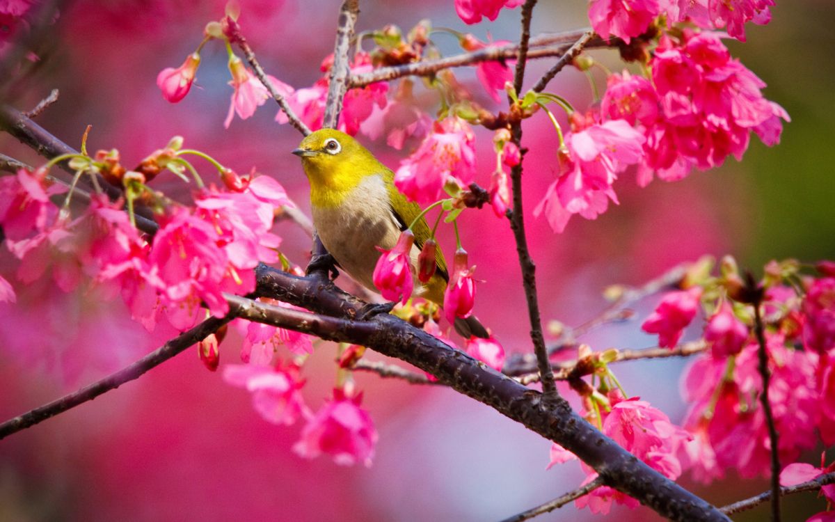 yellow bird perched on tree branch