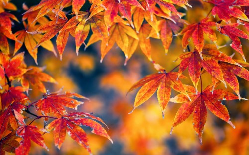 Image brown and red leaves in tilt shift lens