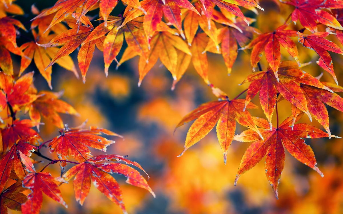 brown and red leaves in tilt shift lens